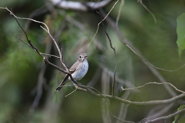 コサメビタキ(3)044A4624