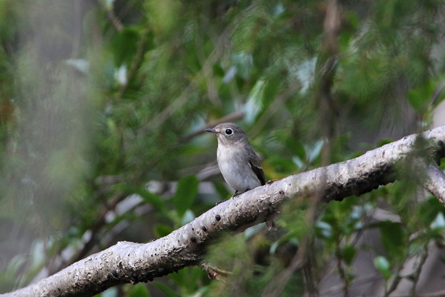 コサメビタキ(4)044A4614