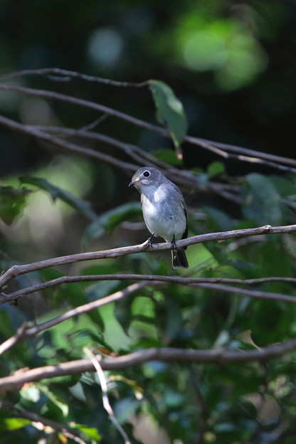 コサメビタキ(5)044A4629