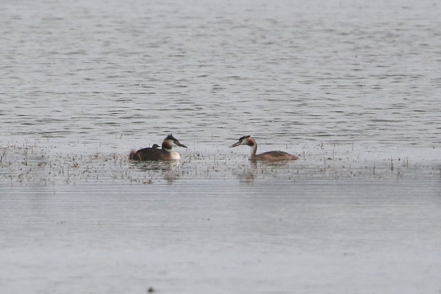 カンムリカイツブリ親子(1)044A4636