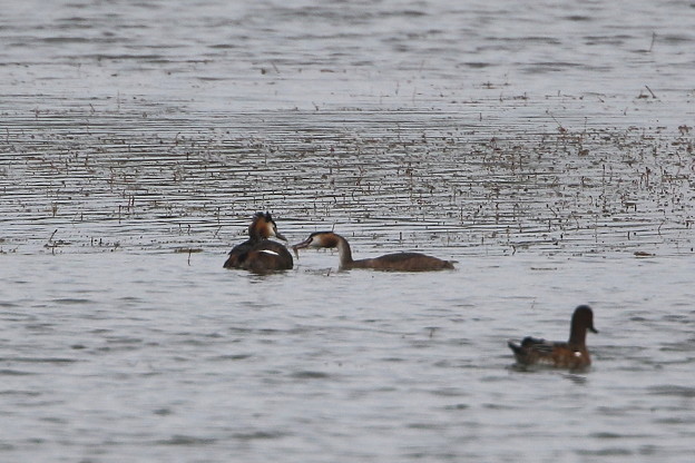 カンムリカイツブリ親子(2)044A4656
