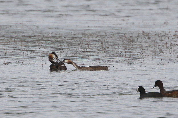カンムリカイツブリ親子(3)044A4659