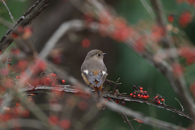 ジョウビタキ♀(1)044A8030