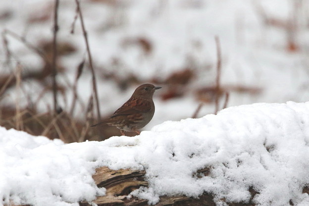 雪中のカヤクグリ(1)044A9928