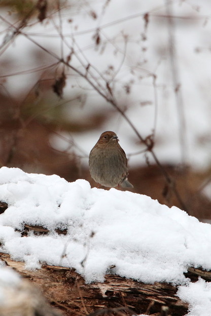 雪中のカヤクグリ(2)044A9913