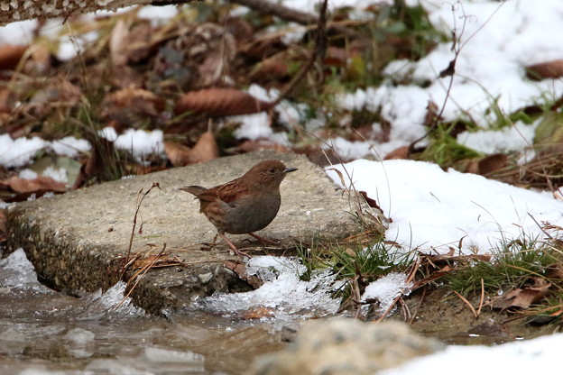 雪中のカヤクグリ(3)044A9930
