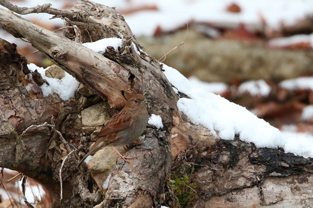 雪中のカヤクグリ(4)044A9904