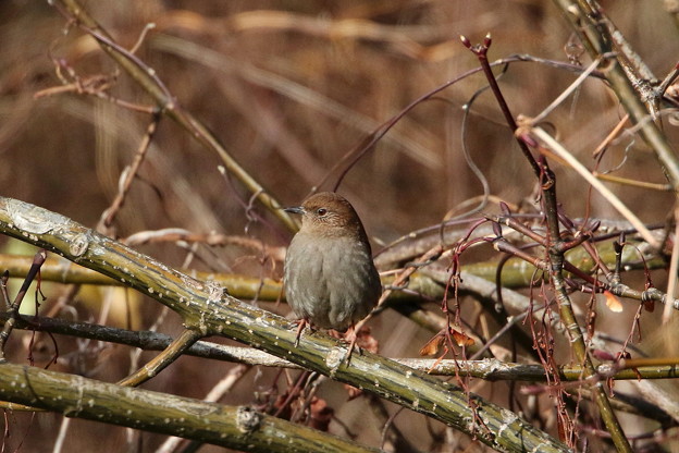 雪中のカヤクグリ(5)044A9996