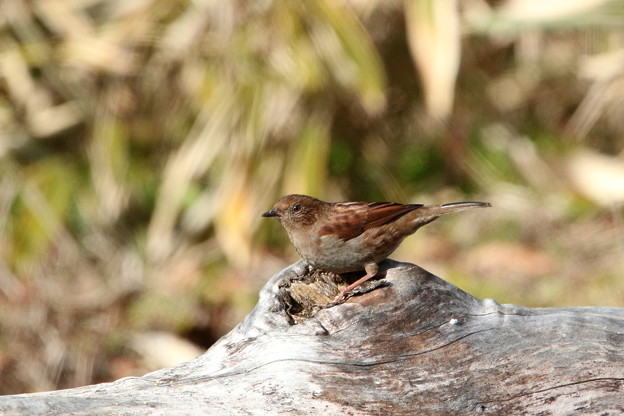雪中のカヤクグリ(6)044A9991