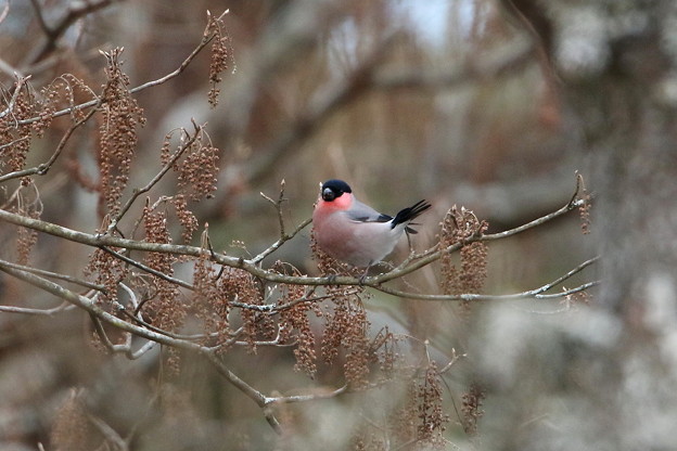 お山のアカウソ♂(1)044A9780