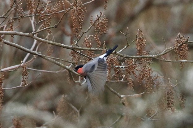 お山のアカウソ♂(2)044A9782