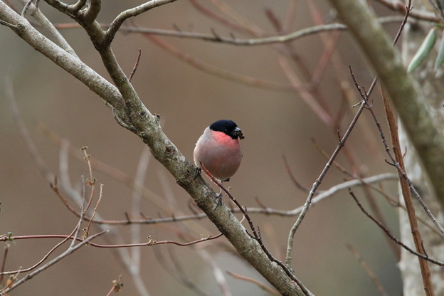 お山のアカウソ♂(3)044A9724