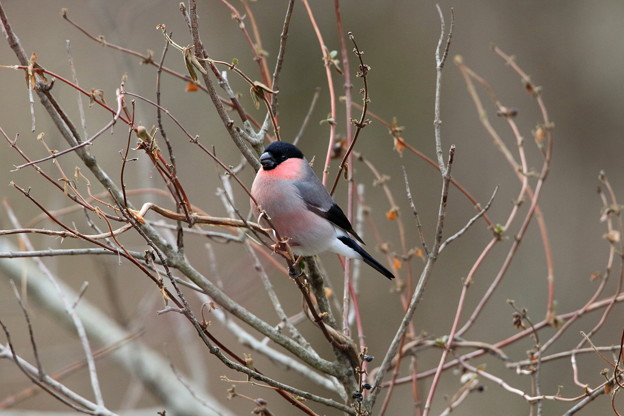 お山のアカウソ♂(4)044A9728