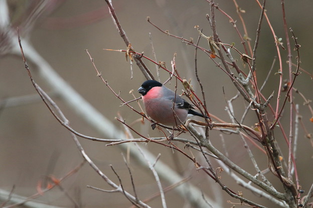 お山のアカウソ♂(5)044A9746