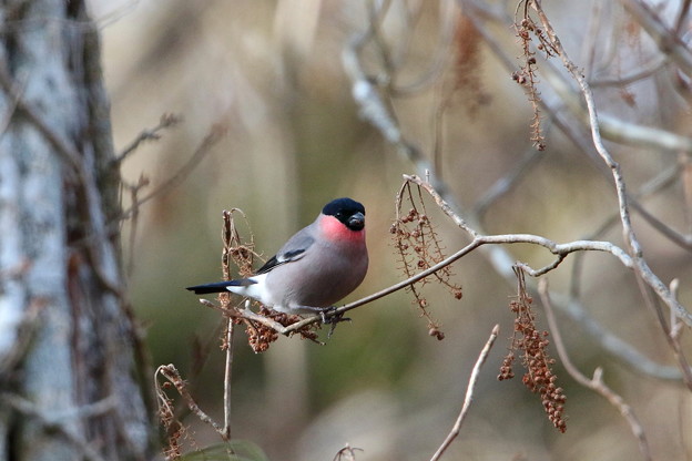 ウソ♂(1)044A0008