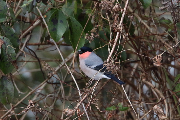 ウソ♂(2)044A9942