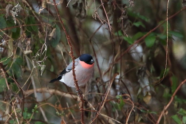 ウソ♂(3)044A9931