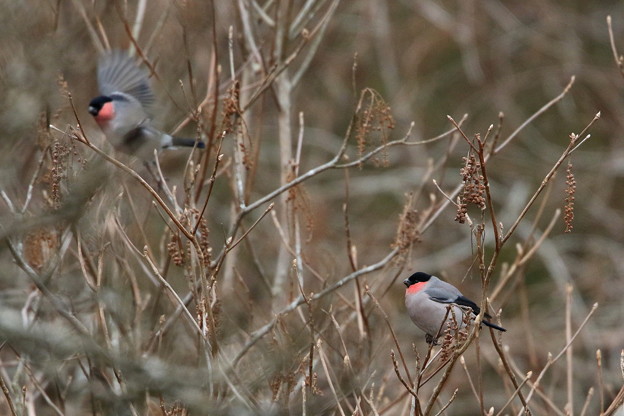 ウソ♂(4)044A9795