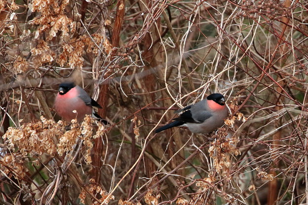 ウソ♂+アカウソ♂ 044A9822