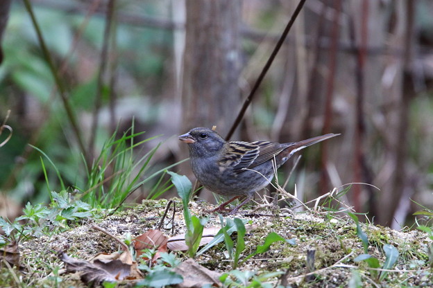 クロジ♂(1)044A9539