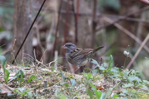 クロジ♂(2)044A9505