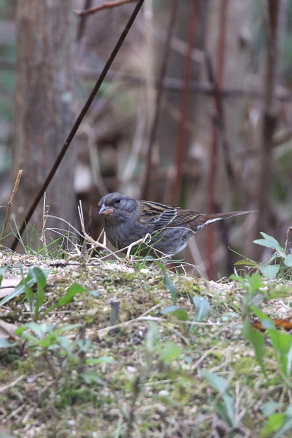 クロジ♂(3)044A9517