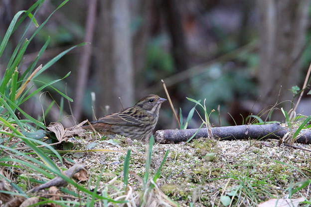 クロジ♀(1)044A9717