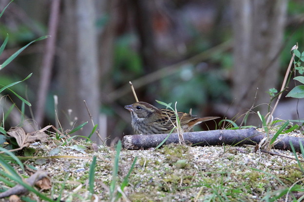 クロジ♀(2)044A9694