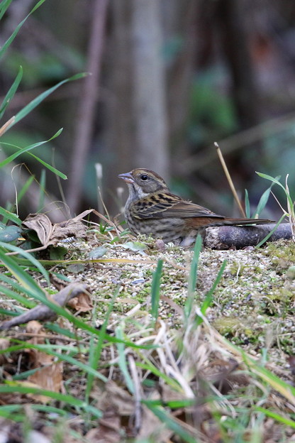 クロジ♀(3)044A9707
