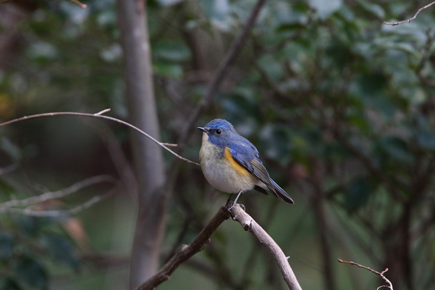 公園のルリビタキ♂(1)044A9652