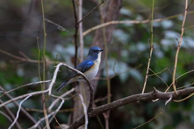 公園のルリビタキ♂(2)044A9567