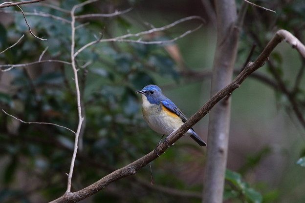 公園のルリビタキ♂(3)044A9633