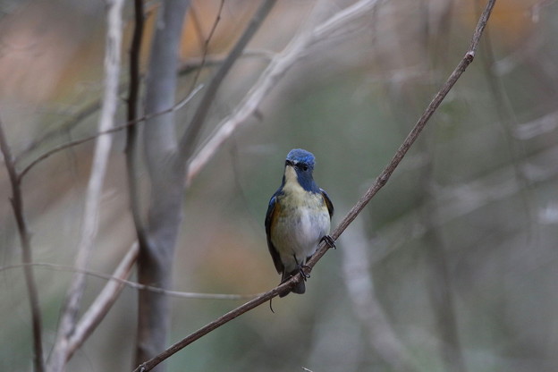 公園のルリビタキ♂(4)044A9604
