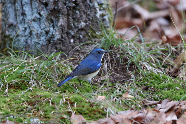 公園のルリビタキ♂(5)044A9629