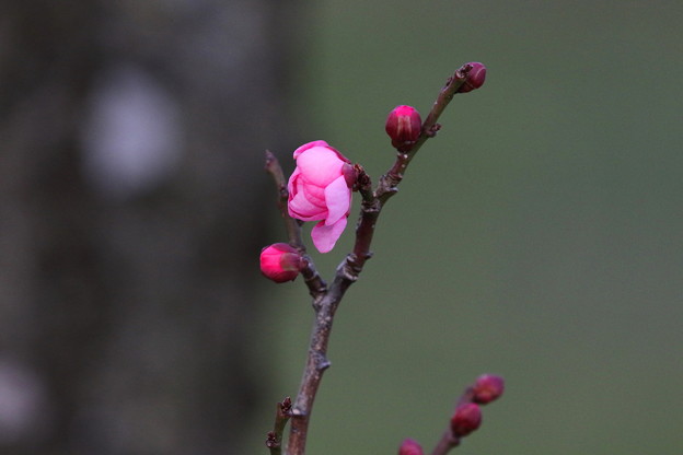 梅林の紅梅(1)FK3A0611