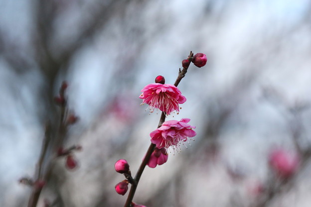 梅林の紅梅(2)FK3A0629