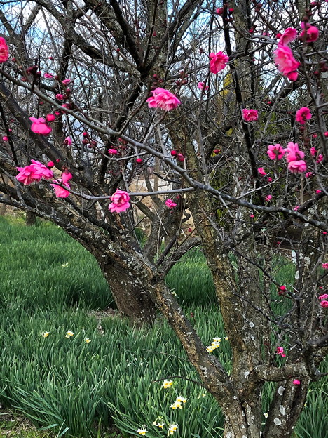 梅林の紅梅(3)IMG_0439 by ふうさん