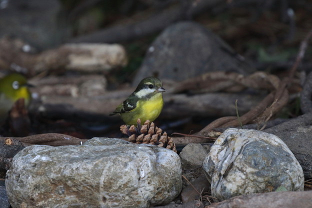 超珍鳥キバラガラ♀(2)FK3A0834