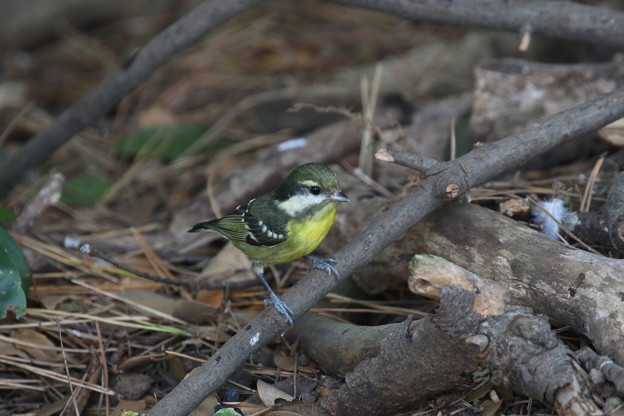 超珍鳥キバラガラ♀(3)FK3A0825