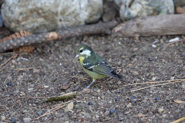 超珍鳥キバラガラ♀(4)FK3A0858