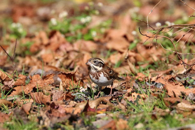 お山のカシラダカ(1)044A5556