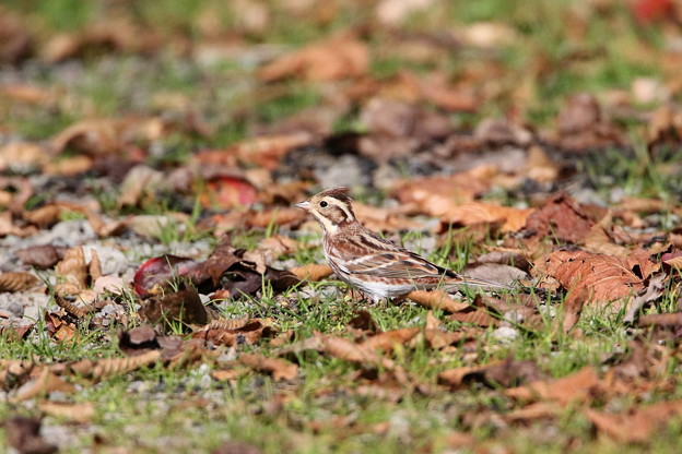 お山のカシラダカ(2)044A5630