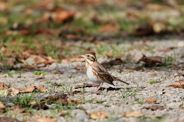 お山のカシラダカ(3)044A5621