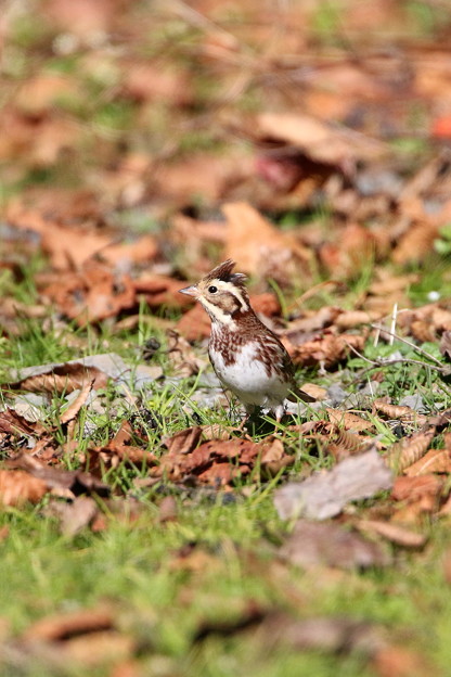 お山のカシラダカ(4)044A5611
