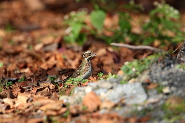 お山のカシラダカ(5)044A5644