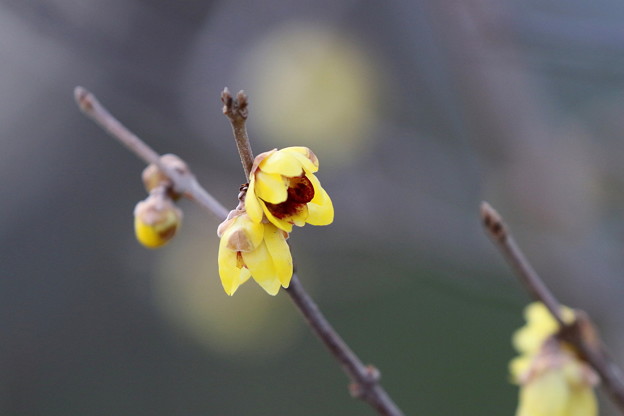 ロウバイ FK3A0595