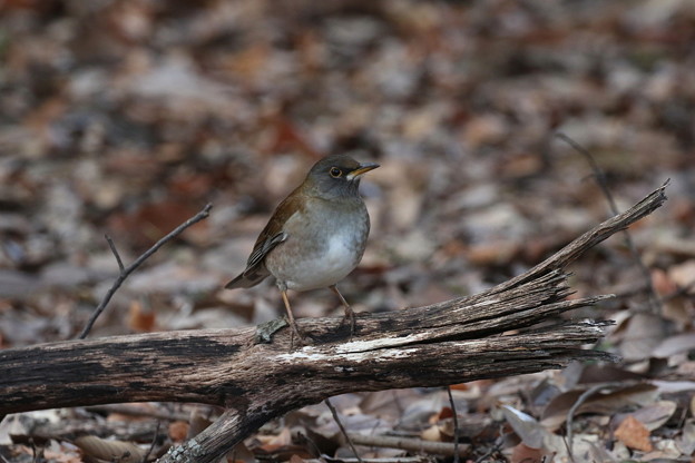 シロハラ(1)FK3A0911