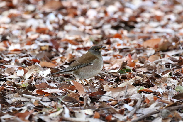 シロハラ(2)FK3A0916