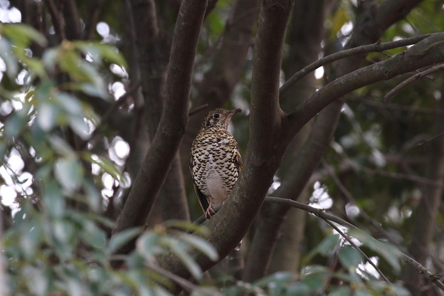 トラツグミ(1)FK3A0958