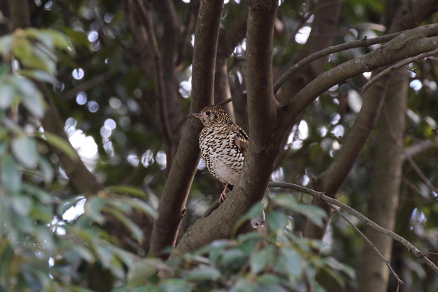 トラツグミ(2)FK3A0946